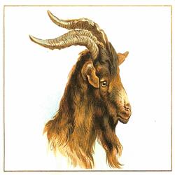 Fish Entangled In A Net Made of Tape