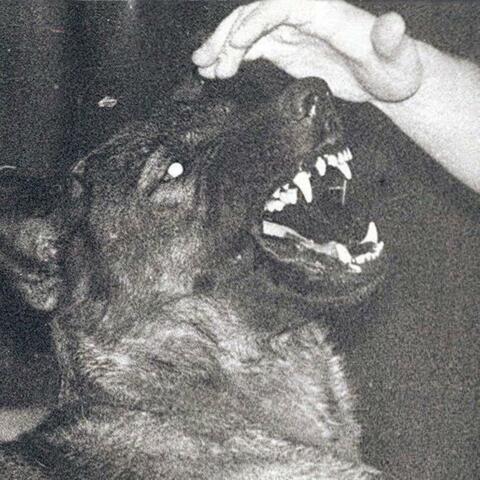 DOGFOOD