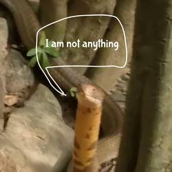 Rattlesnakes aren’t born with rattles, every time they shed it adds on a little rattle segment