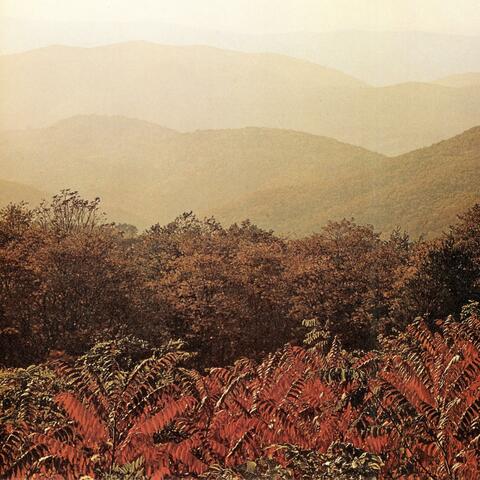 Plato Trees (15th Anniversary Edition )