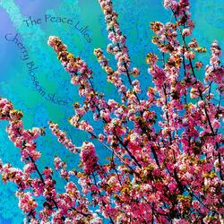 Cherry Blossom Skies