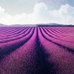 lavender