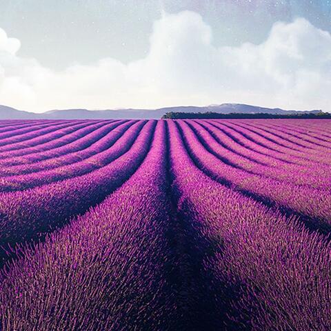 lavender