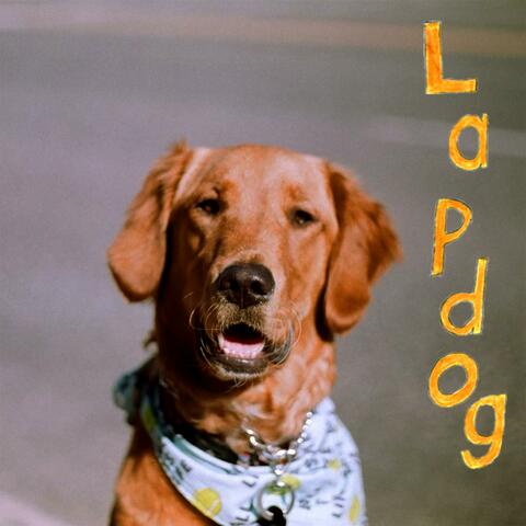 Lapdog