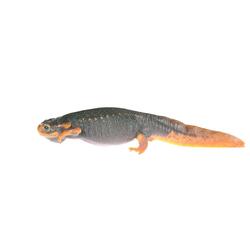 Sierra Newt