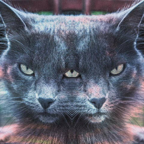 The Glossy Furred Cat