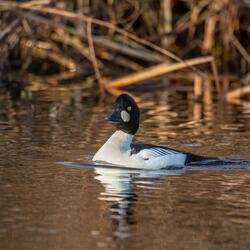 Optimistic Happy Positive Piano