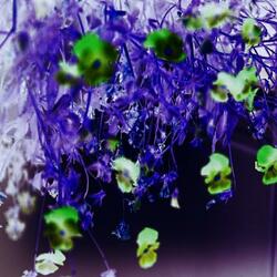 Dreams in the Morning Sun