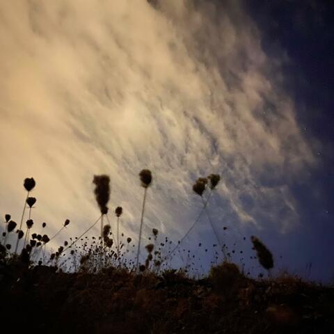 The Tall Grass