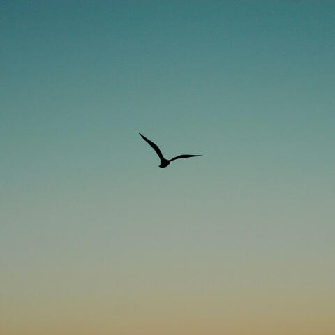 Flight Home
