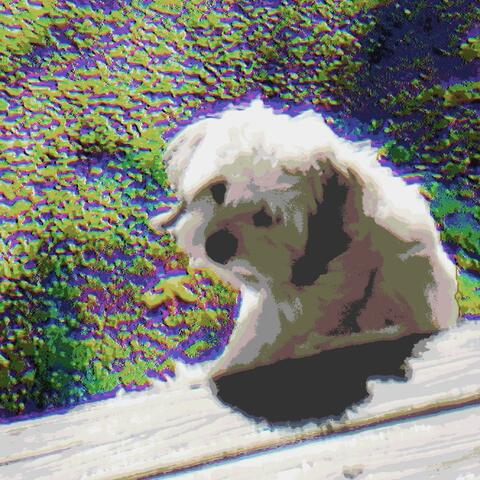 Early Acoustic Collection (2017-2019)