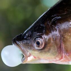 Serious Lobster Question