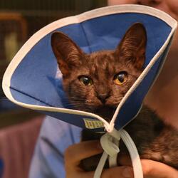 Add a 45cal. Lemon to Dishwater, You Get Squeaky Fromme