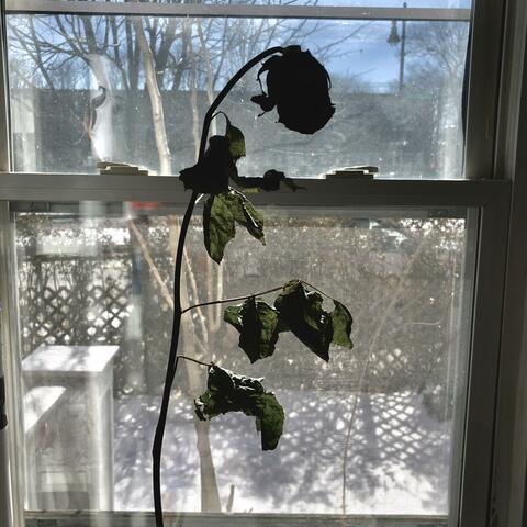 I specifically asked for no cheese