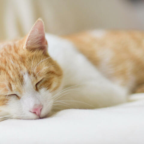 cat nap (dj cunning cat sleep songs)