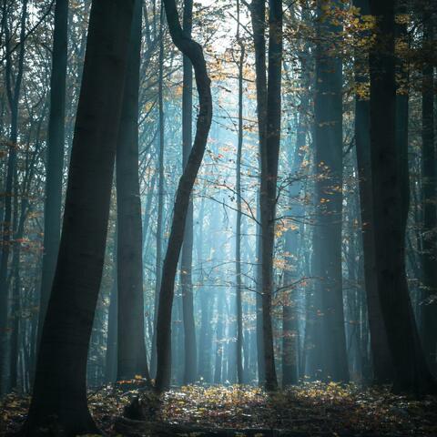 Soft Whisper Of The Forest