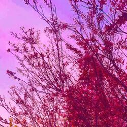 cherry blossom