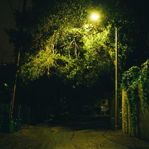 COYOTES COME OUT AT NIGHT