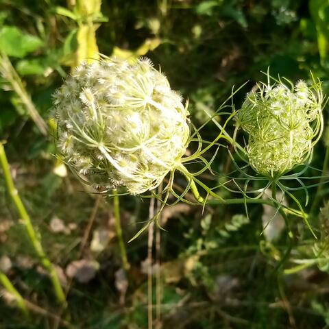 Sunflower weeds (feat. Time) [Vibe'n Version]