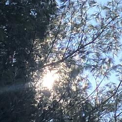 Sunny Glade in Pristine Forest