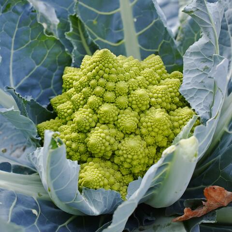 Romanesco