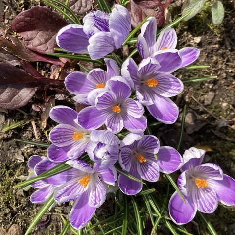 March Mornings: Songs From Daily Light