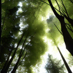 Softly Through (The Trees)