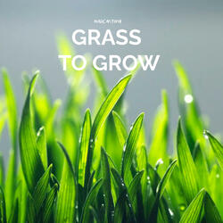 Grass To Grow