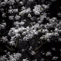 Goodnight My Love (feat. Juan Carlos Baltodano)