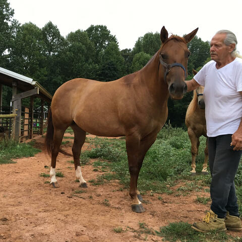 Horses
