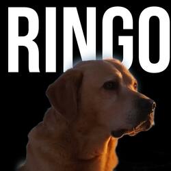 Ringo