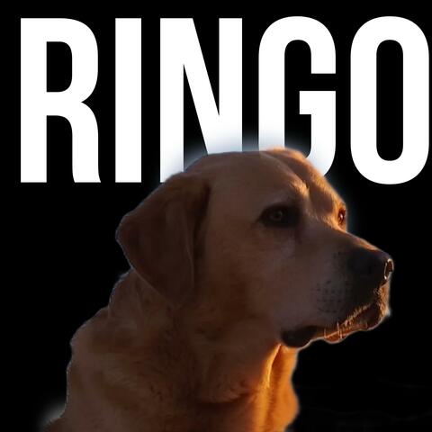 Ringo