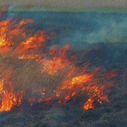 forest fire