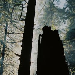 Cathedral Hush