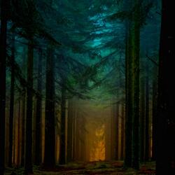 Forrest