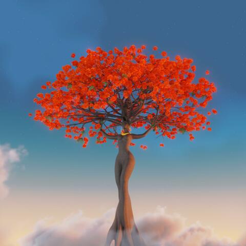 Poinciana