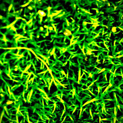 Bed of Moss