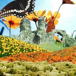 When I Was A Butterfly