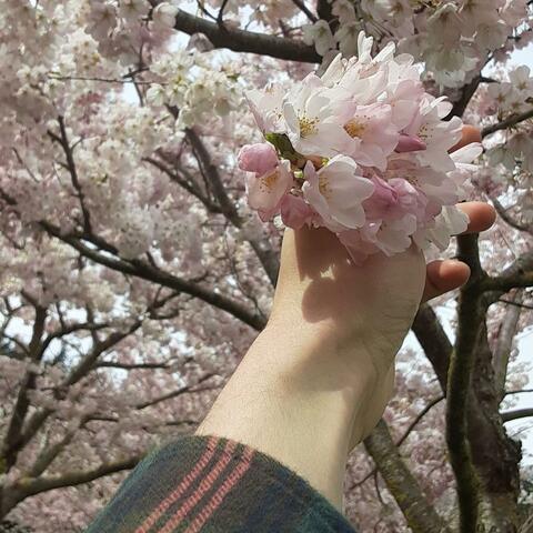 cherry blossom chapstick