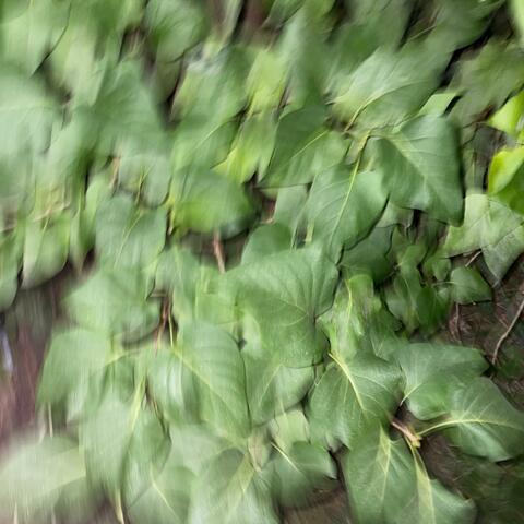 Second Wind