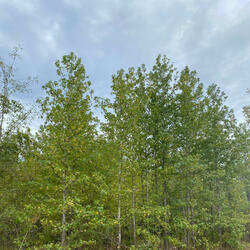 Wockstarz (feat. Mob Made Joe)