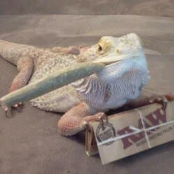 Slangin Lizards