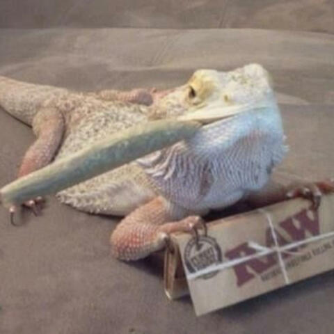 Slangin Lizards