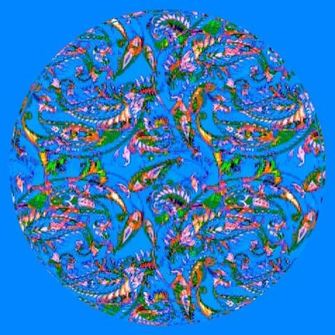 Cephalopod