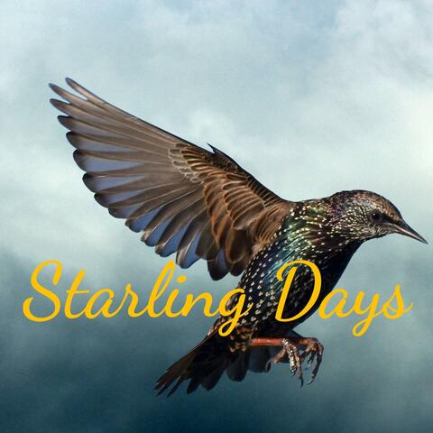 Starling Days (Live at BC 47)