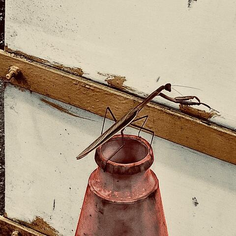 A PRAYER FOR THE MANTIS