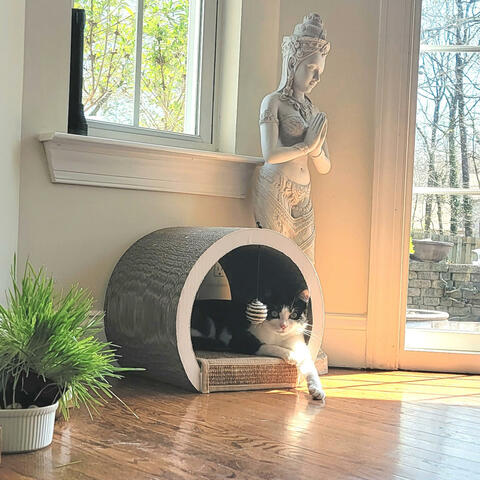 Polly la Gata (Polly the Cat)!