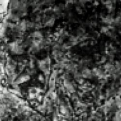 Fitzthorough Tribute