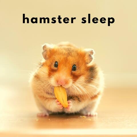 Hamster Sleep