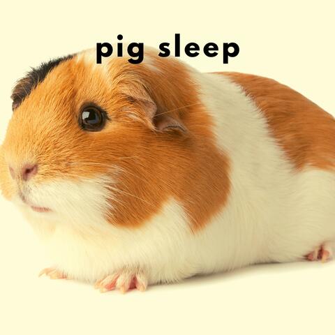 Pig Sleep